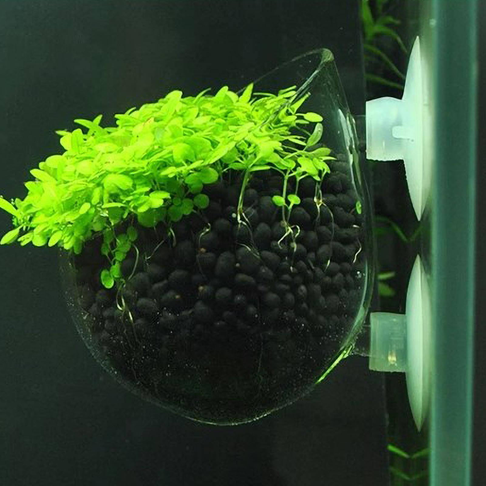 Aquarium Plant Holder Glass Aq - огляд і ціна Aquarium Plant Growth
