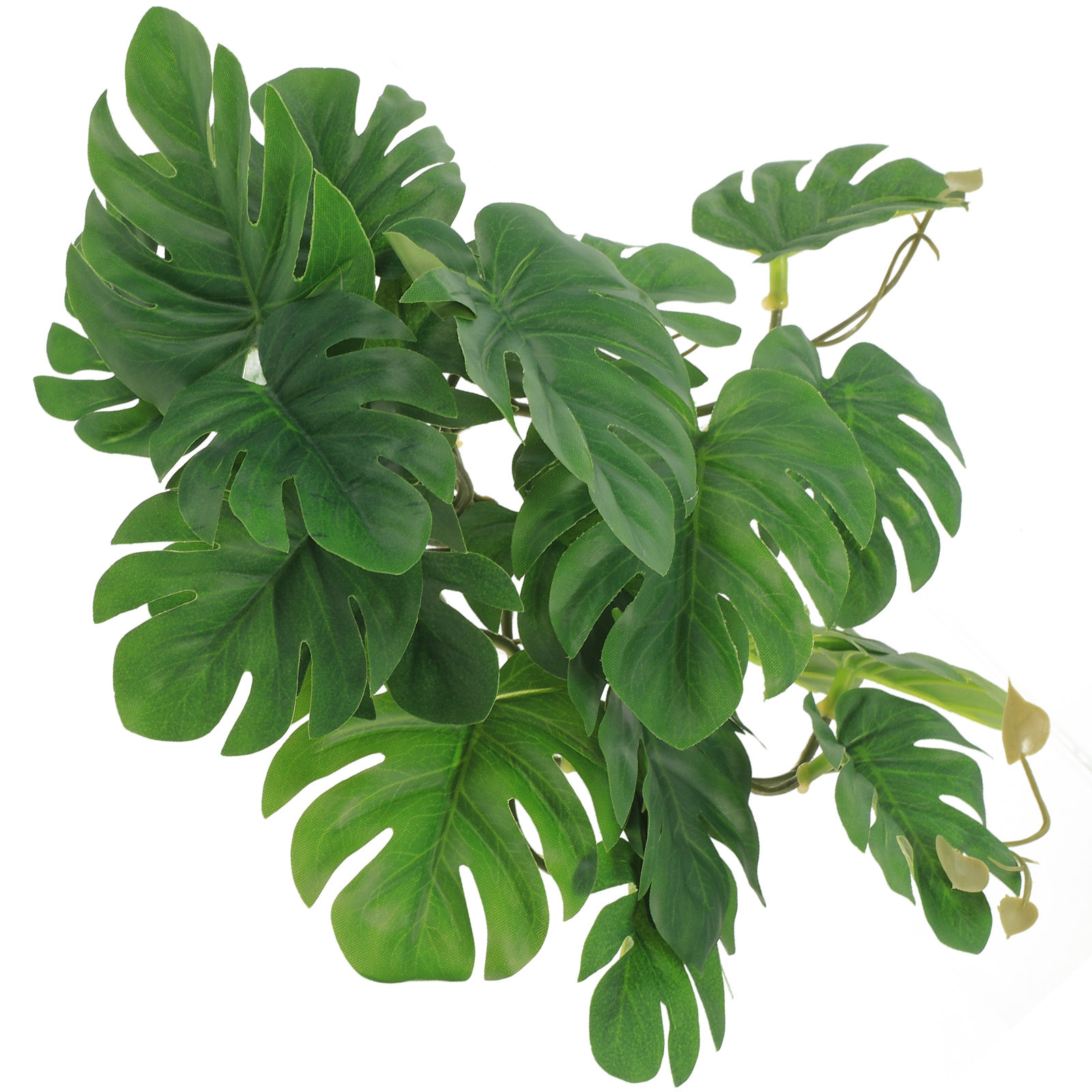 Safe Non Toxic Reptile Plants  - огляд і ціна Non Planted Aquarium Fish