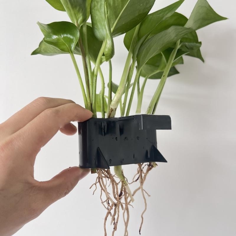 Aquatic Plant Cup Aquatic Plan - огляд і ціна Emersed Plants Aquarium
